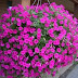 How to grow a magnificent petunia