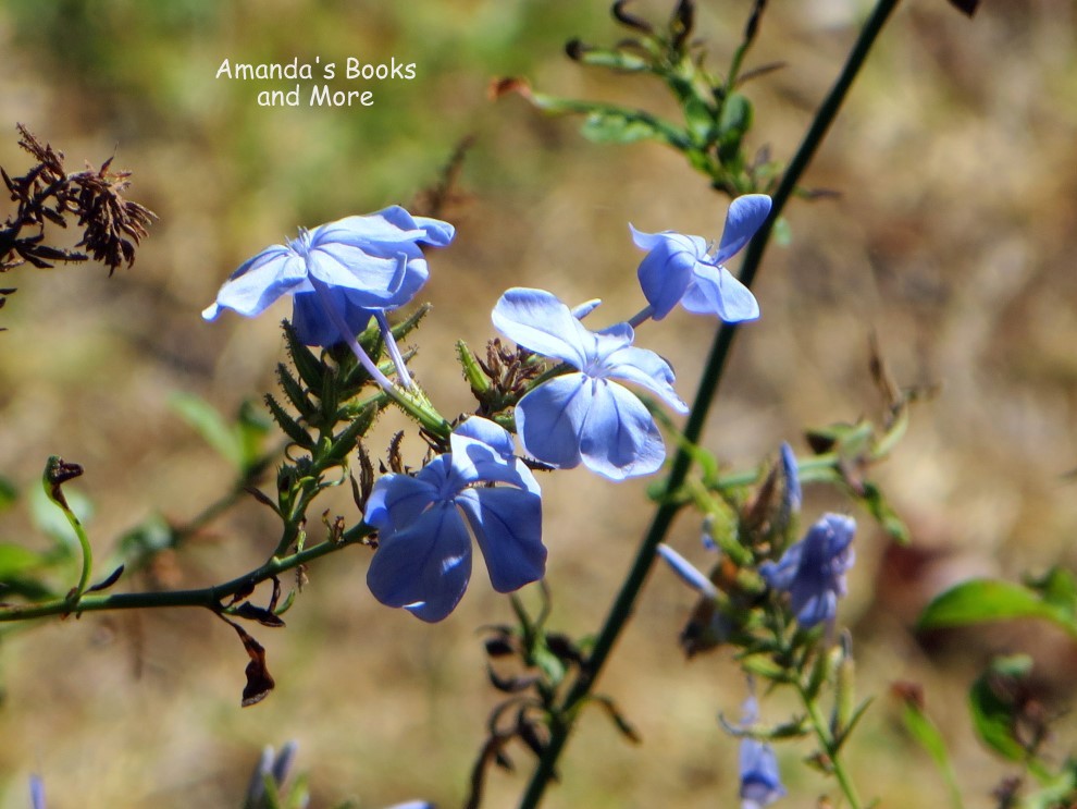 Plumbago Flowers Photo