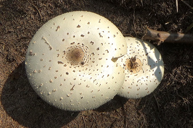 Dlium Green-spored parasol (Chlorophyllum molybdites)