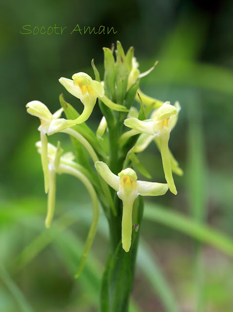 Platanthera japonica