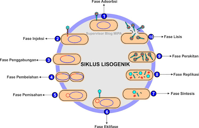 daur atau siklus lisogenik pada replikasi atau reproduksi virus