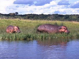 hipopotamo Hippopotamus amphibius