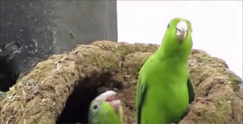 鳥 おもしろくてカワイイgif画像 まとめ 23枚 Galnesoft 鳥 おもしろくてカワイイgif画像 まとめ 23枚 Galnesoft