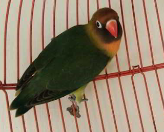  Kumpulan  jenis  dan warna  burung Lovebird  terbaik dan 