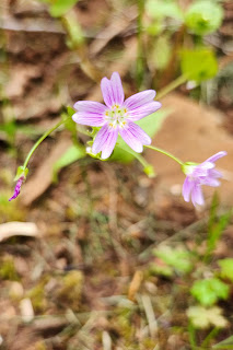 Siberian Spring Beauty