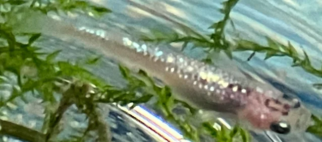 ラズリーメダカ 稚魚 ２１４日目