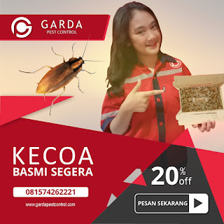 CALL : 081574262221 Jasa Pembasmi Tikus di Cikiwul Bekasi