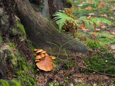 grzyby 2016, grzyby w listopadzie, grzyby nadrzewne, grzyby w okolicy Krakowa, rozszczepka pospolita Schizophyllum commune, Panellus stipticus łycznik ochrowy, próchnilec gałęzisty Xylaria hypoxylon, wrośniak różnobarwny Trametes versicolor, łycznik późny Panellus serotinus,  opieńka ciemna Armillaria ostoyae, trzęsak pomarańczowy Tremella aurantia, trzęsak mózgowaty Tremella encephala,  