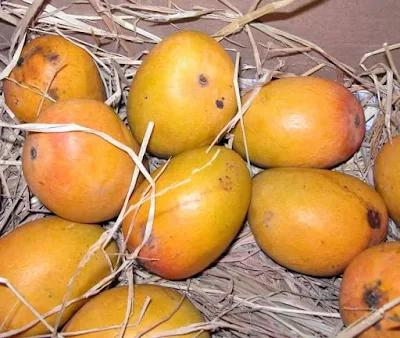 Mango fruit, a product of Mangifera indica tree, the national fruit of India, indisputably supreme known both as King of Frutis and Queen of Fruits, at its best its scent has pleasant resinous quality