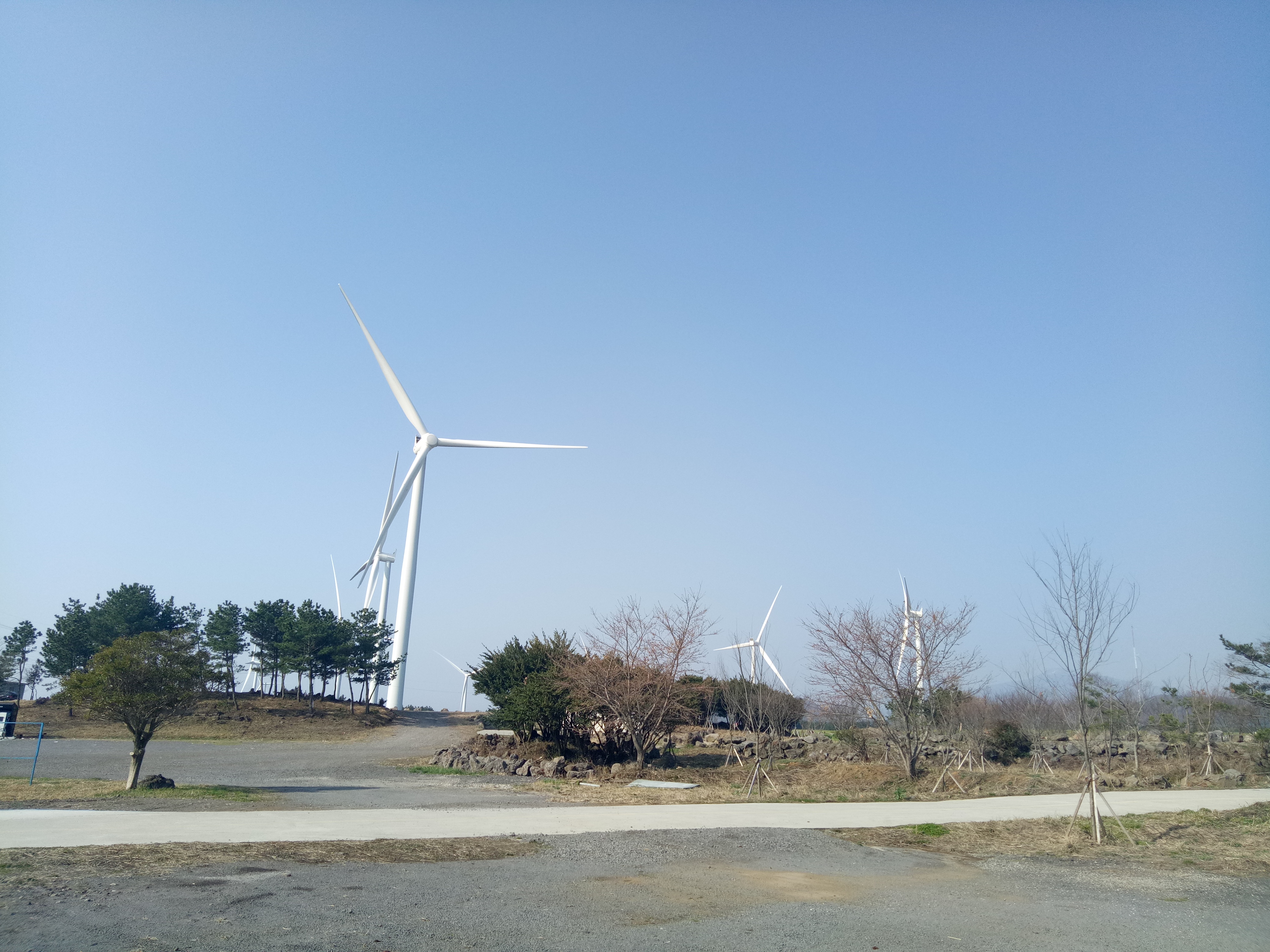 Travelog Jeju, Spring : Noksan-ro Dan Jeju University