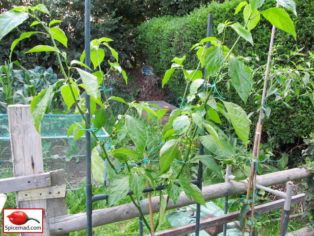 Trinidad 7-Pot - 23rd July 2019