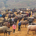 Lao Cai Simacai market - the wonderland for buffaloes and horses