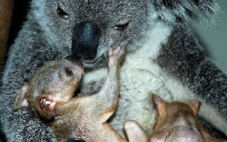 Newly Born Twin Koalas Showed Up in Guangzhou