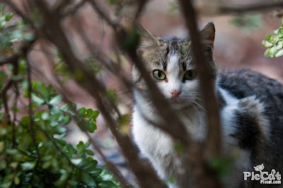 Cat In Bushes