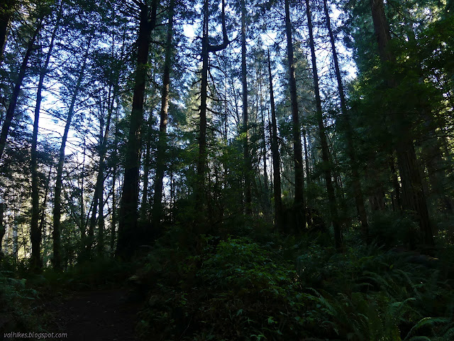 two stumps at the edge of the clearcut