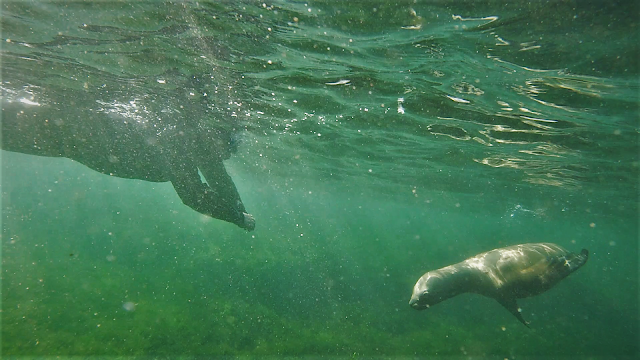Snorkelling with sea lions around Punta Loma, Argentina