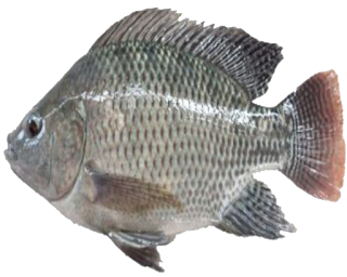 IKAN png - Gambar PNG