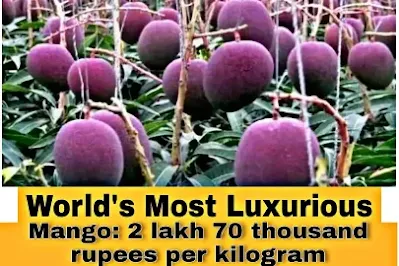 World's Most Luxurious Mango: Miyazaki