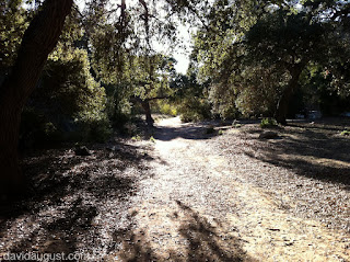 photo of a path in the forest