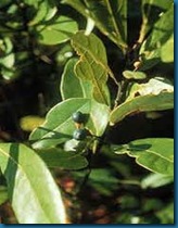 host plant spice bush
