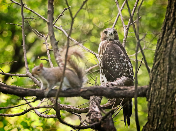 Tompkins Square red-tailed hawk fledgling and a squirrel