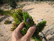 Bristlecone needles in hand