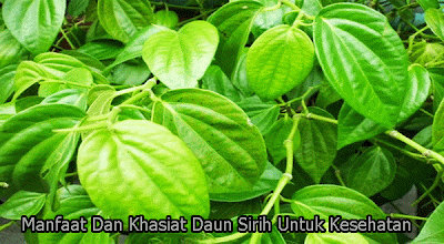 Manfaat Dan Khasiat Daun Sirih Untuk Kesehatan