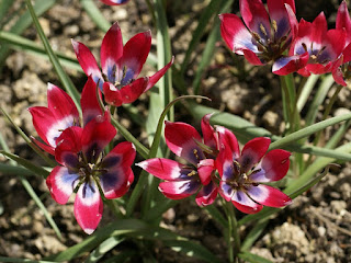 Tulipa hageri 'Little Beauty'