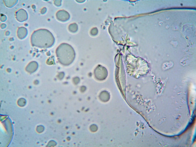 Different types of Staining Methods