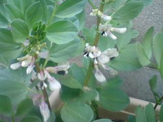 【お尻のほっぺ】庭先に咲く空豆の花