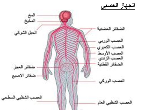 الجهاز العصبي