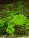 Wąkrota okółkowa (Hydrocotyle verticillata)