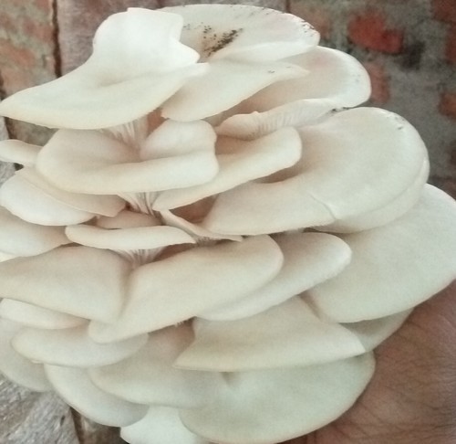 Pleurotus Florida- WHITE Oyster-Mushroom Spawn- 110 Rs/Kg