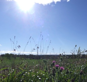 RoadsideField