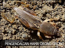 Pencegahan dan Pengendalian hama orong orong atau hama gaang pada tanaman padi