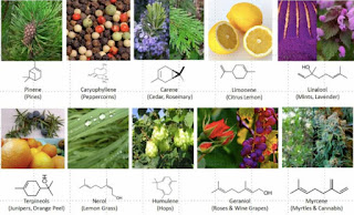 Hasil gambar untuk obat tradisional dari terpenoid