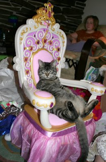 really funny photo of queen cat sitting on her throne