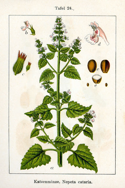 GATARIA. n. Galera, planta nepeta cataria.