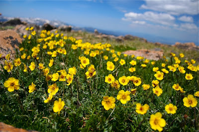 Alpine Avens (Acomastylis rossii turbinata) on the summit of Mt. Flora in Colorado