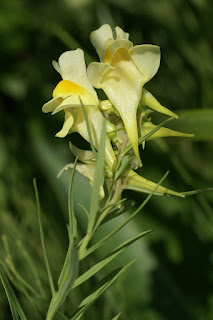 Linaire vulgaire - Linaria vulgaris - Linaire commune