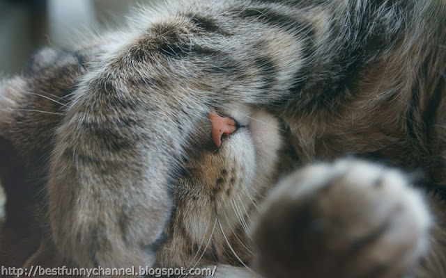 Cute sleeping cat.