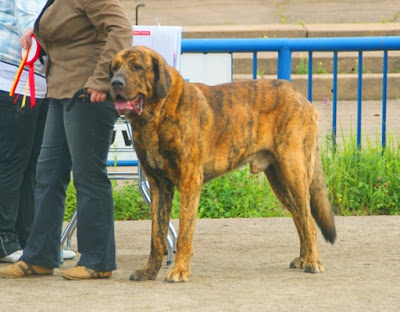 Enjoy the irresistible charm and affection of large dog breeds