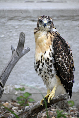 Hawk behind Warde Hall