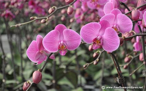 orchid flower pictures