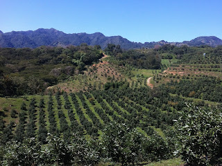 árboles de aguacate en laderas, con paisaje al fondo.