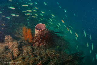 Wisata Olahraga Selam / Adventure Diving di Situbondo - Jatim