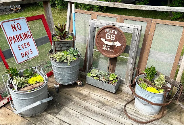 Photo of vintage mop buckets planted with an assortment of succulents.