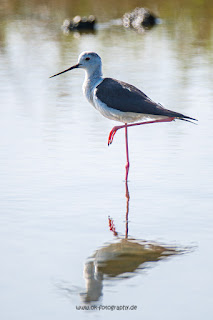 Wildlifefotografie Neretva Delta Stelzenläufer Olaf Kerber