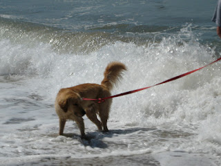 Golden retriever in the surf