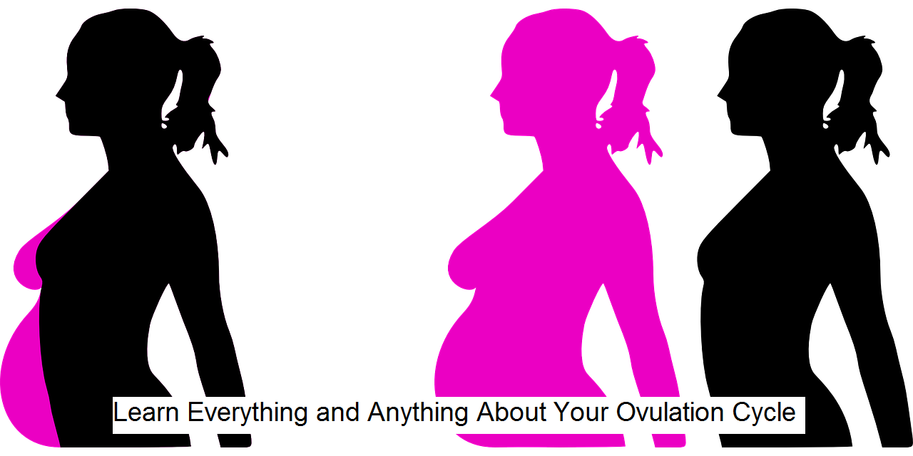 Learn Everything and Anything About Your Ovulation Cycle